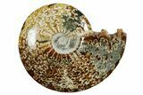 Polished Ammonite (Cleoniceras) Fossil - Madagascar #352373-1